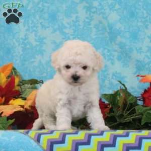 Pecan, Bich-Poo Puppy